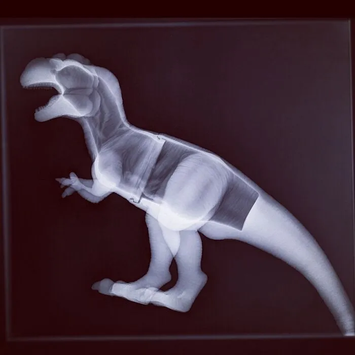 My Wife Took Our Cat To The Vet's, And My Son Told The Vet His Toy Dinosaur Was Feeling Poorly So The Vet Gave It An X-Ray