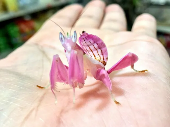 Mantis orquídea