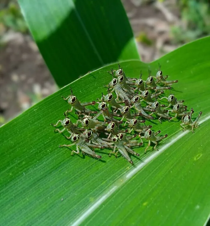 Found A Bunch Of Tiny Grasshoppers While I Was Surveying A Corn Field. They're So Cute