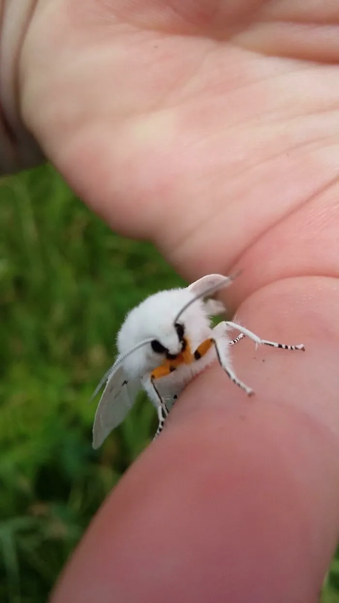 Close-up of a beautiful and cute white bug with striped legs resting on a person's finger in natural green surroundings