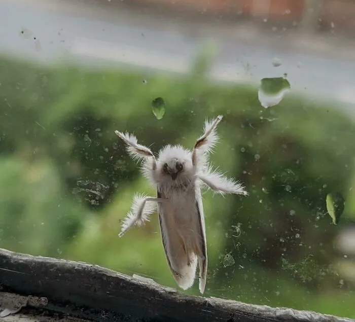 Fluffy white moth with feathery legs on a window, one of the beautiful and cute bugs you may not have seen before.