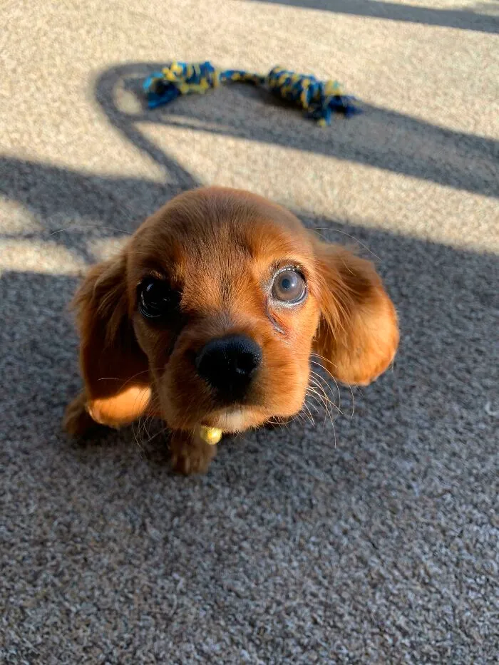 Close-up of one of the cutest dogs ever, a small brown puppy with big eyes looking up on a carpeted floor.