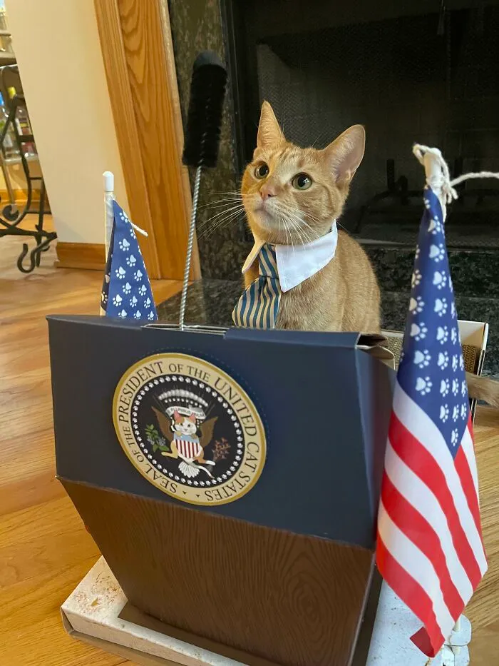 His Platform Is Only Wet Food And Morning Snuggles For All!