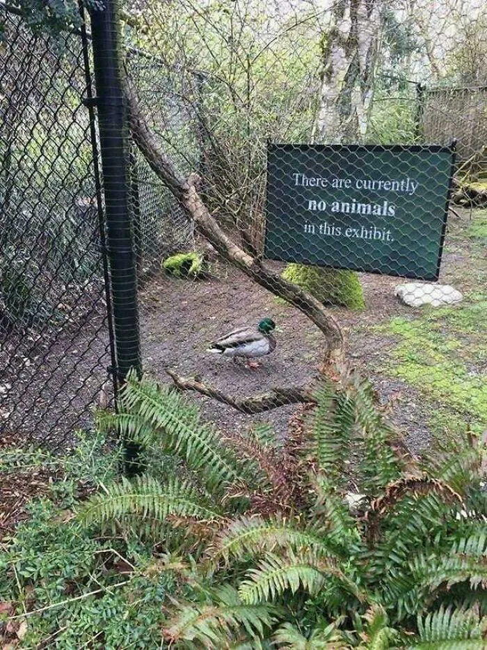 This Is Not A Duck