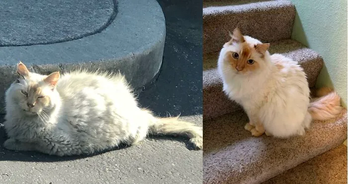 Uno de los gatos que rescatamos después de un mes de cuidados