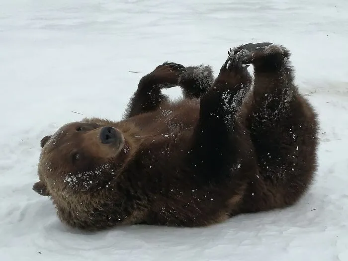 Oso de los pies a la cabeza