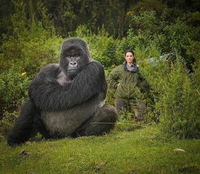 This Is The Soft Giant Isabkuro From Rwanda.