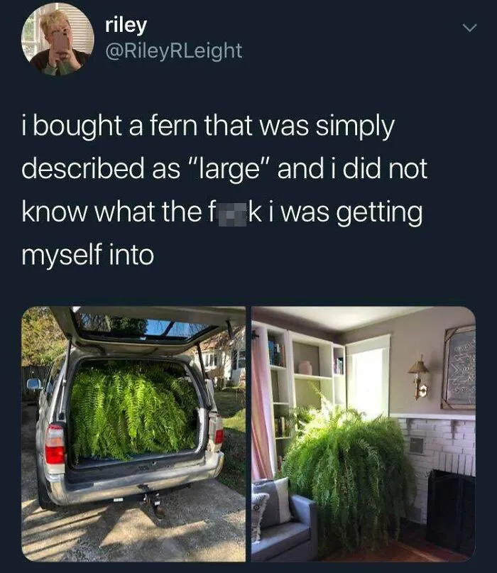 An Absolute Unit Of A Fern