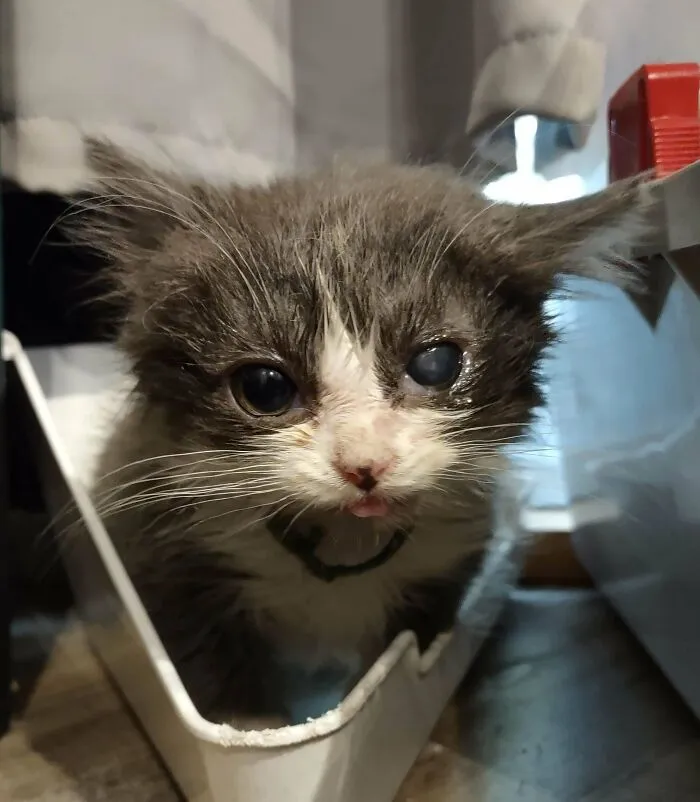 El pequeño gatito que salvé (incluí una foto de “antes”). Es un ladrón: se robó mi corazón y, ahora, lo adoptaré