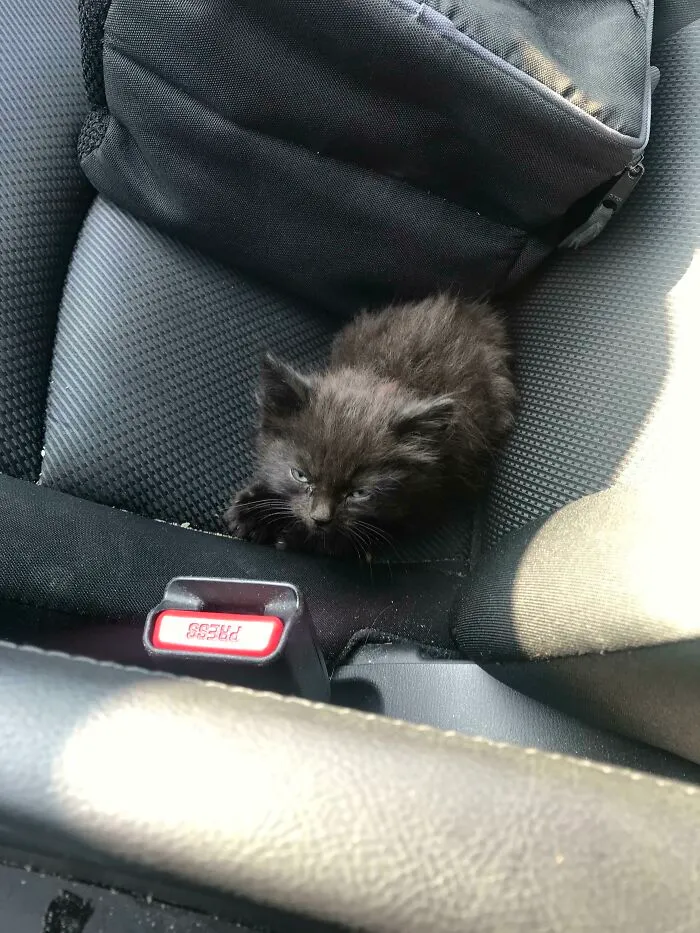 Saved Criminal At Intersection On The Way To Work, Not Sure What To Do With It