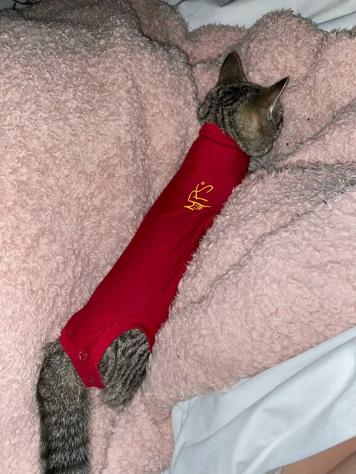 My Cat Got Spayed And Was Given A Onesie Instead Of A Cone Of Shame. Now She’s A Sausage Roll