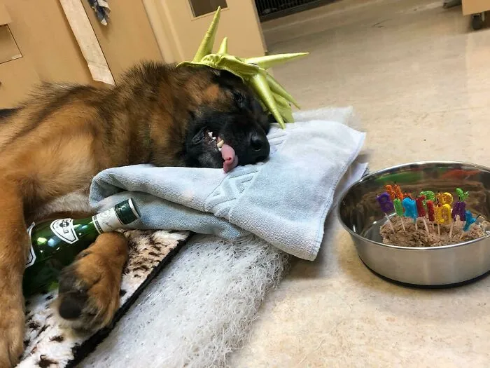 A Client At My Friend's Vet Clinic Told Them It Was Their Dogs B-Day Today So Post-Op They Did This
