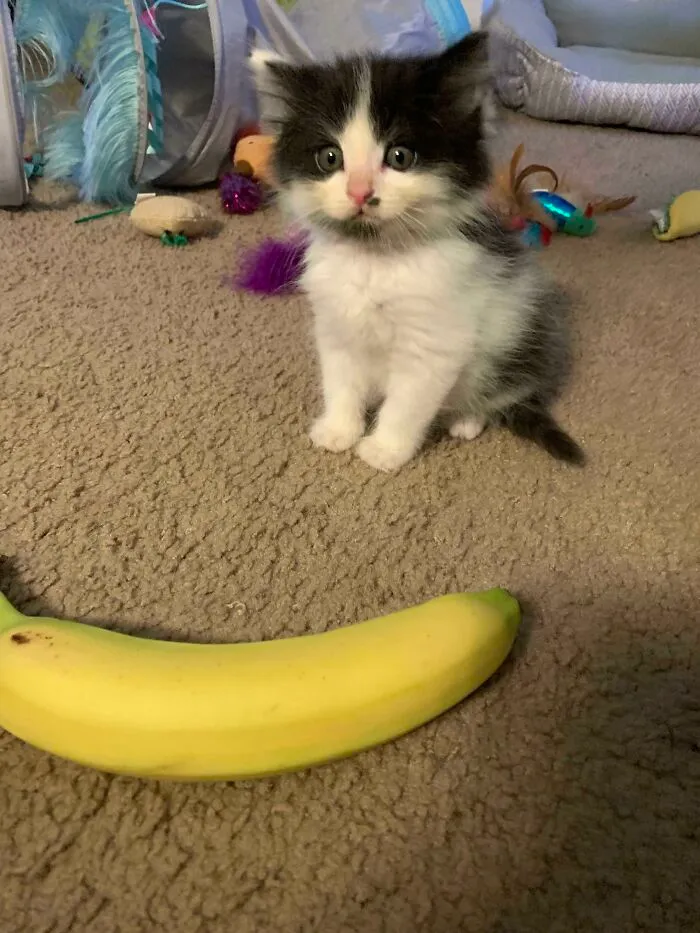 Gizmo. Banana For Scale