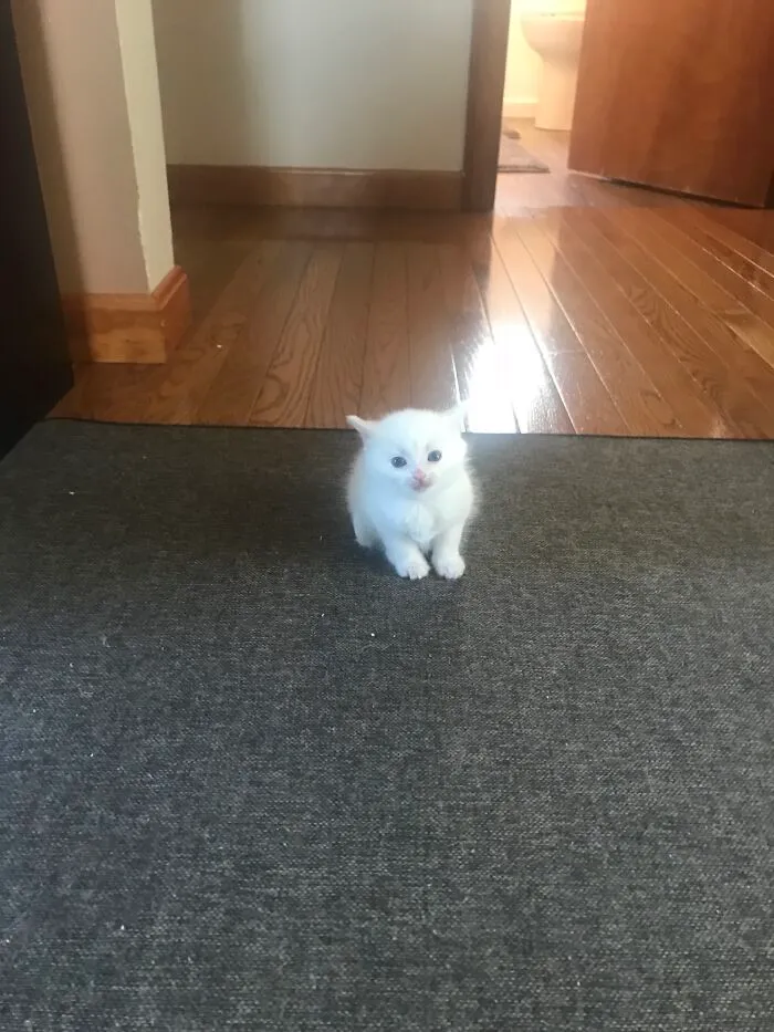 Don’t Tell The Authorities, But My Cat Leia Is Illegally Smol