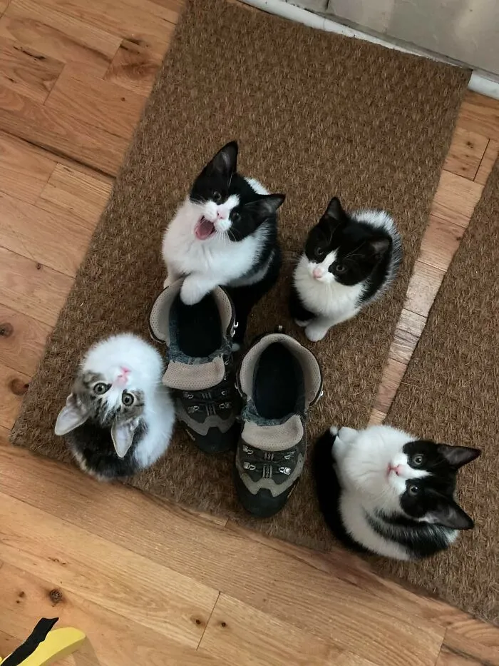 "These Are Nice Shoes, It'd Be A Shame Something Happened To Them"