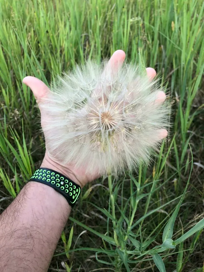 Este diente de león gigante que encontré en mi caminata hoy