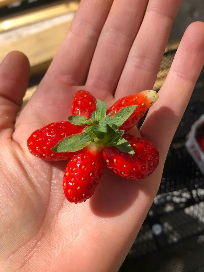 Esta frutilla que encontré tiene la forma perfecta de una flor