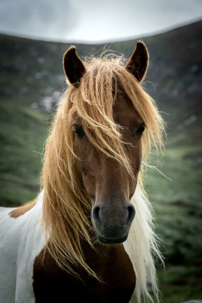 La encontré en los montes Mourne en Irlanda del Norte