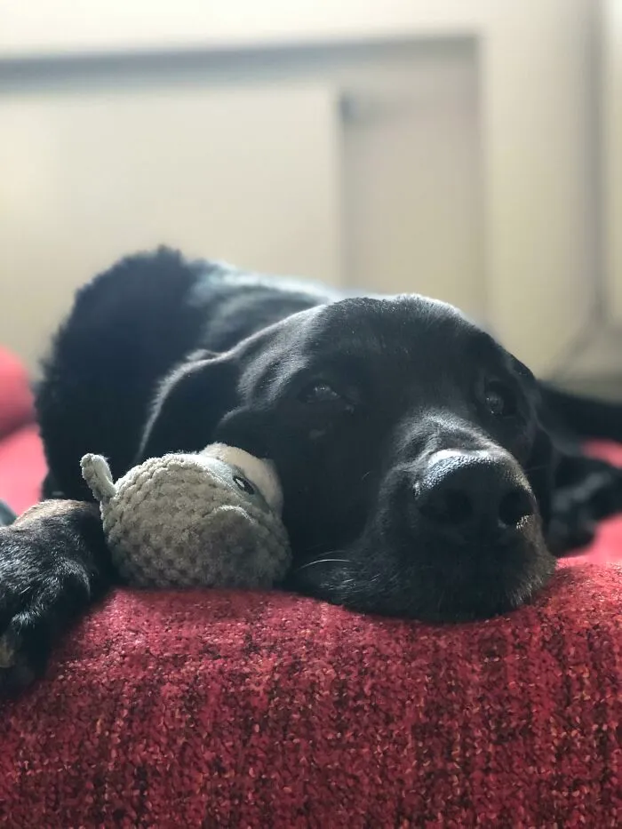 Buscando para adoptar un perro de un refugio me dijeron que los perros negros nadie los quiere porque la gente los ve como "temibles"... ¡mirad a este terrorífico can!