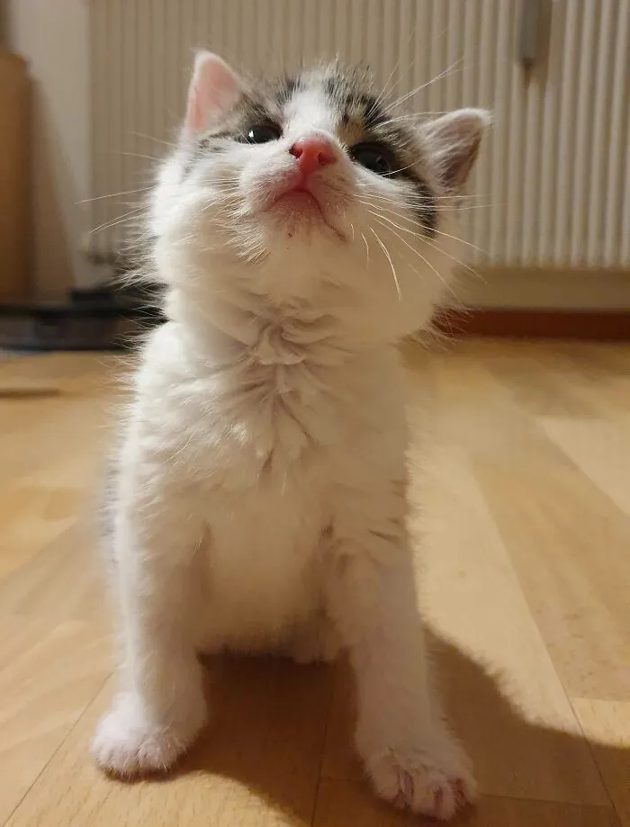 Just Adopted This Proud Little Girl But Can't Think Of A Name!