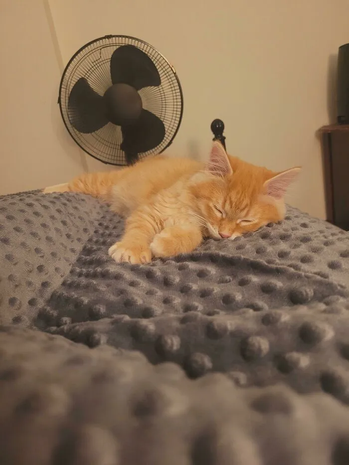 My New Kitten That I Adopted Today. He Fell Asleep Kneading And Purring. My Heart Is Going To Explode. I Love Him So Much 