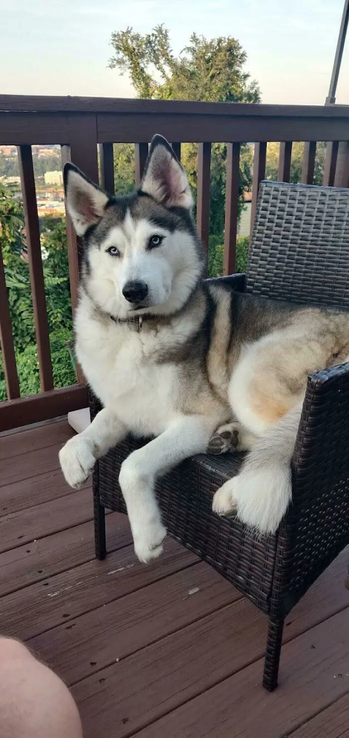 ¡Adoptad a perros mayores! Tenemos este caballero de 9 años desde el sábado y es maravilloso