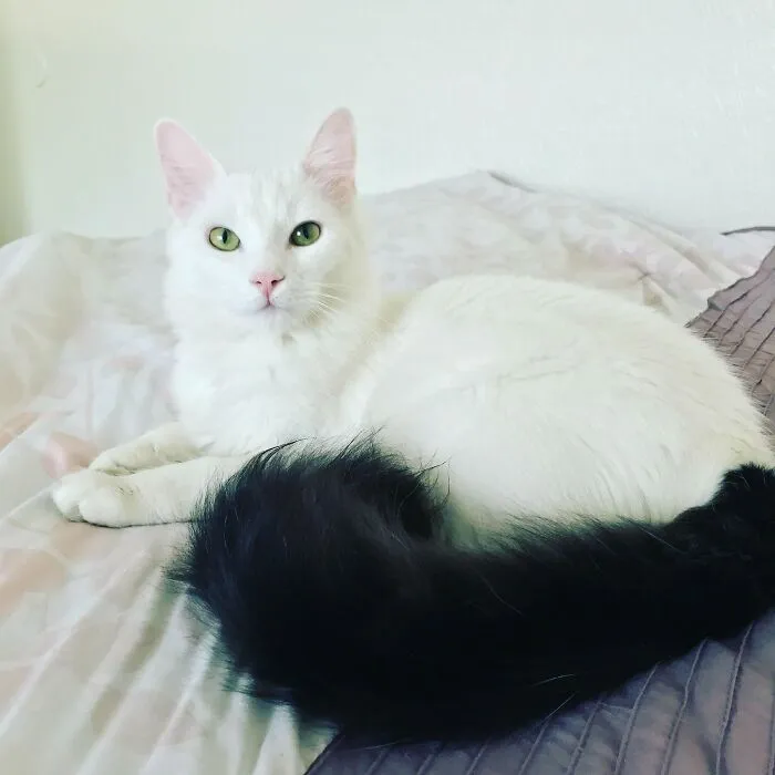 Conoced a Kiba, un gatito salvaje que adopté