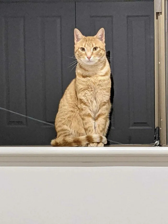My Boyfriend And I Adopted Our First Pet Together, Today! This Is Goose!