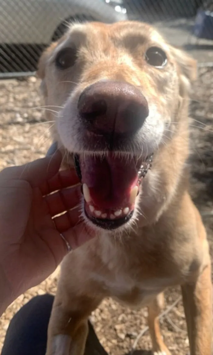 Adopted This Senior Girl Yesterday. My Beautiful Lady