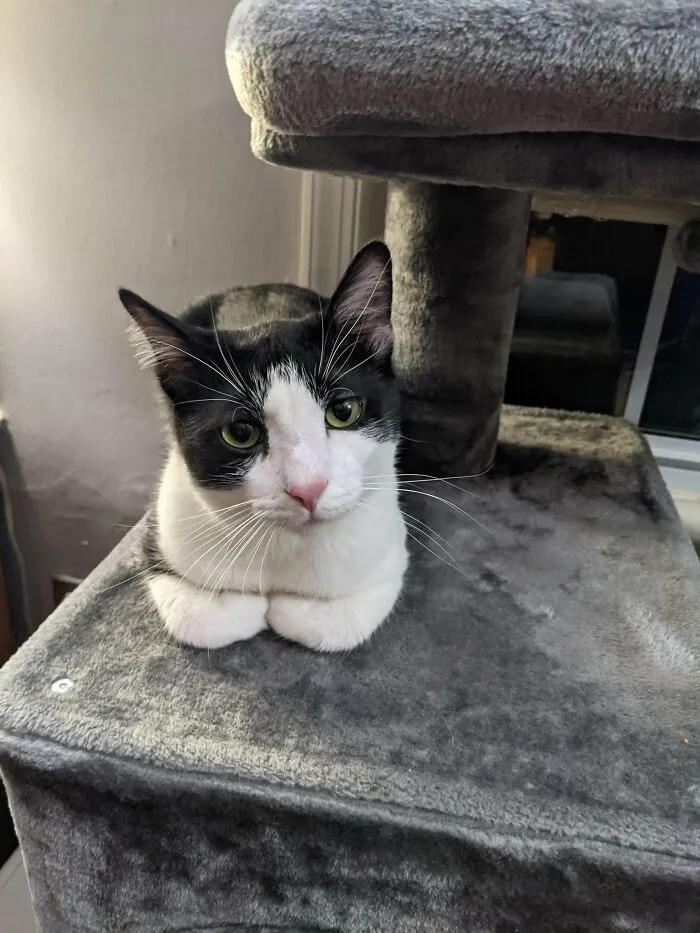 Two Of Our Cats Died Of Cancer Recently. And We Just Adopted This Cute Boy As A Friend For Our Lonely Cat. What Should We Name Him?