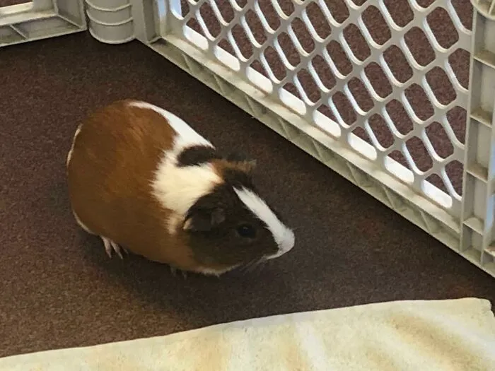 This Is Frito. Adopted A Week Ago. Still Hiding All Day. Advice Welcome