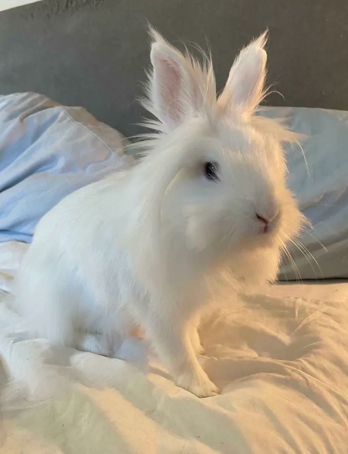 My Rescue Bunny I Adopted This Friday. She’s A Sweetheart