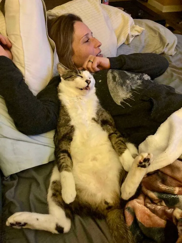 Buscábamos adoptar un gato mayor que necesitara mimos. Terminamos con Gerald, un gato de más de 5 años que fue un gato callejero. Por fin está recibiendo cariño