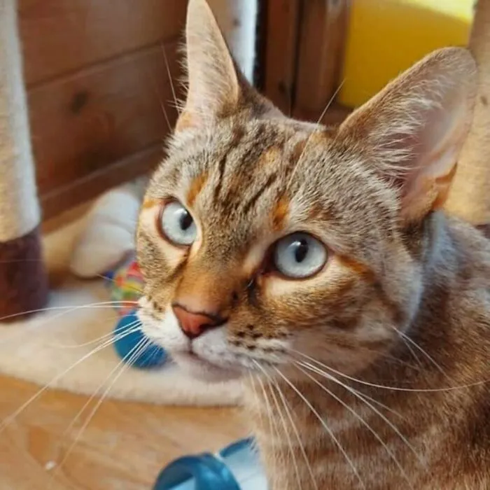 I Just Adopted This Beautiful Girl - World Meet Sooki