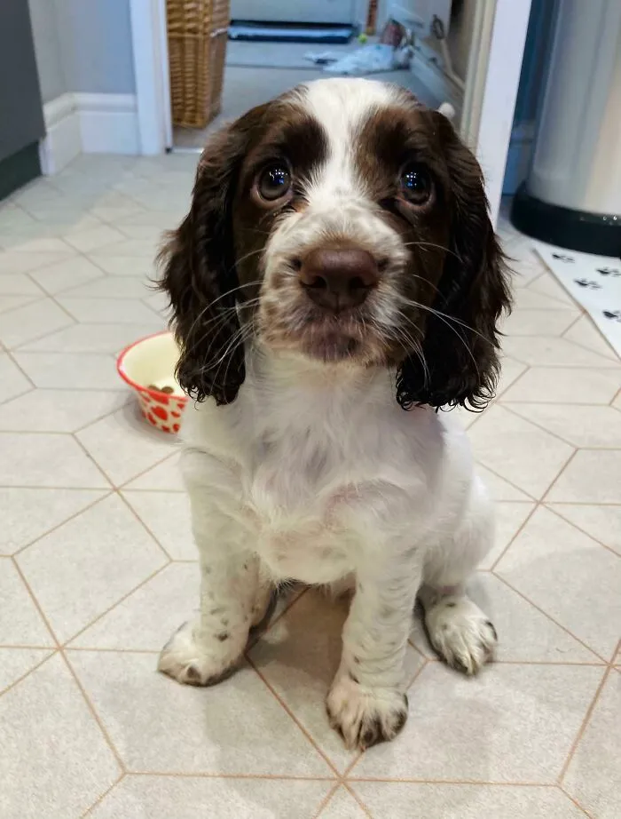 Brought This Little Girl Home The Other Day. Anyone Have Any Name Ideas?