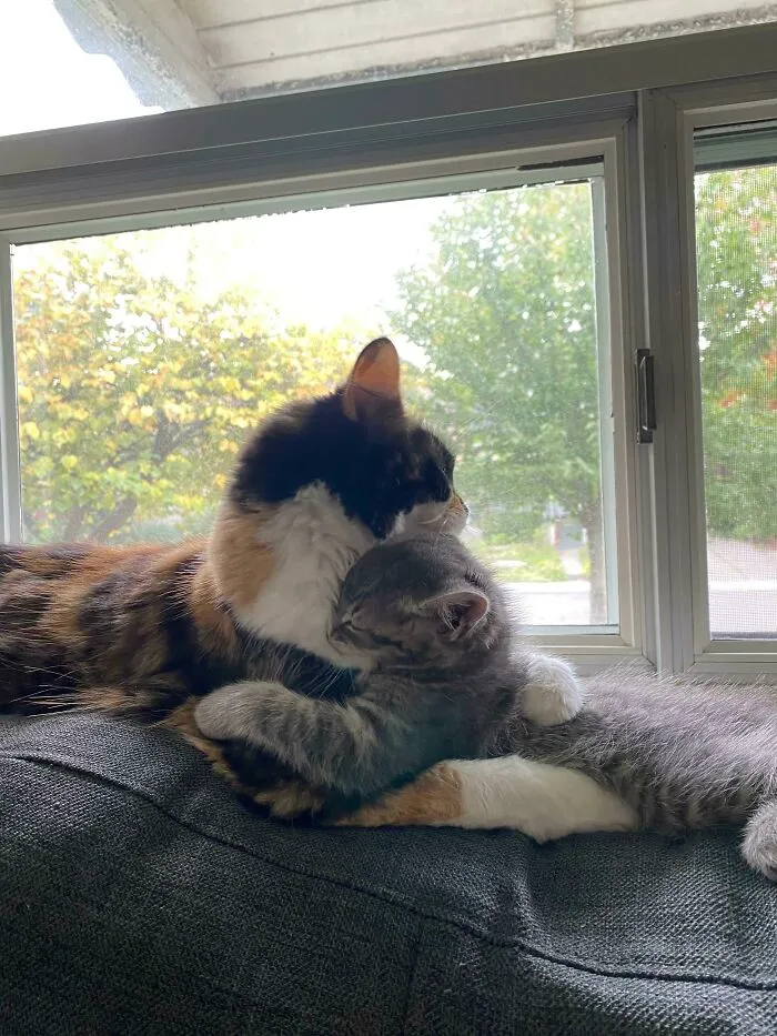 Mi gato está absolutamente obsesionado con nuestro nuevo gatito