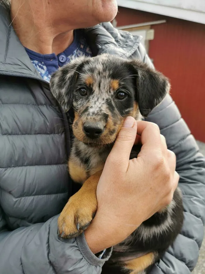 Mamá acaba de recibir un nuevo cachorro. Me pidió que publicara una foto en "Feddit" y pidiera ideas de nombres