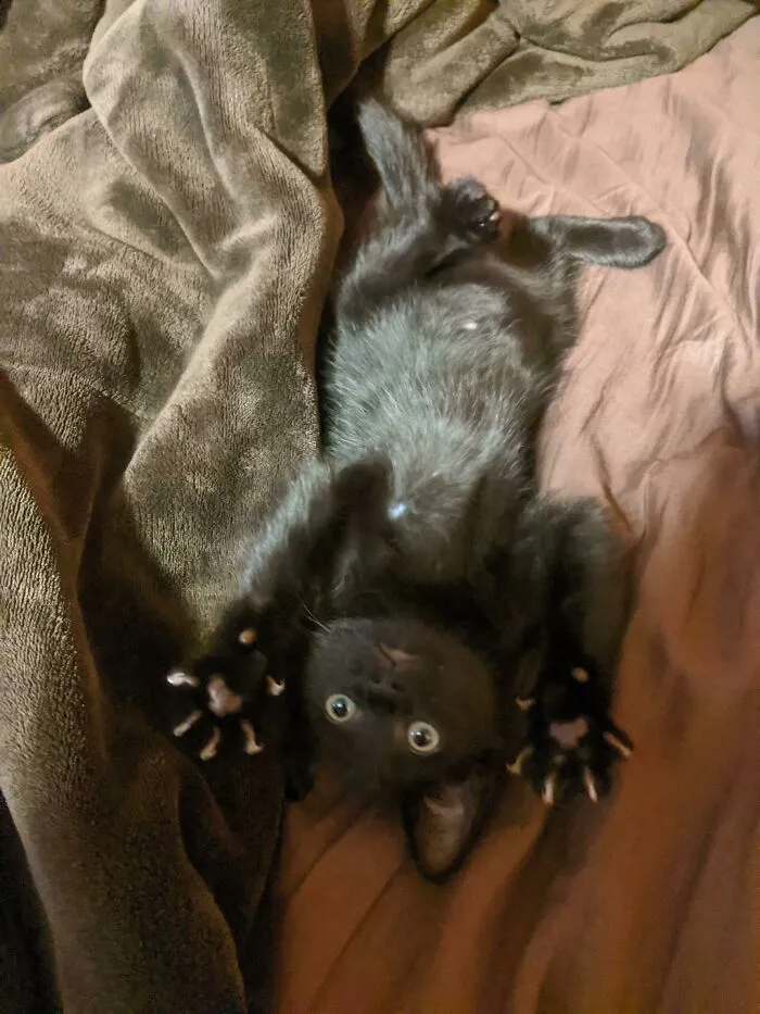 Void With His Murder Mittens