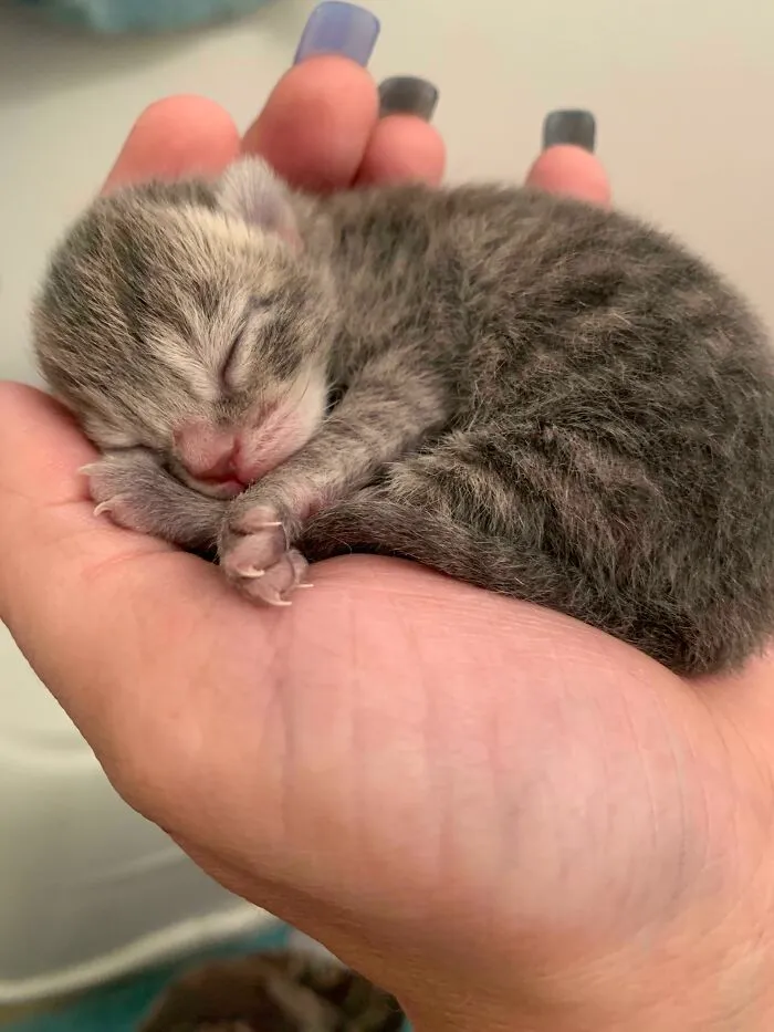 2 Day Old Murder Mittens