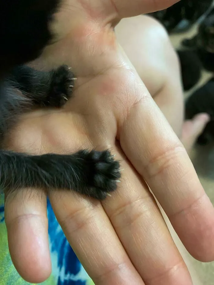 Illegally Smol
