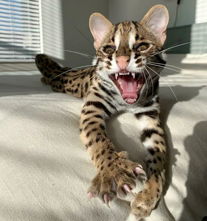 Murder Mittens/Double Fang Combo