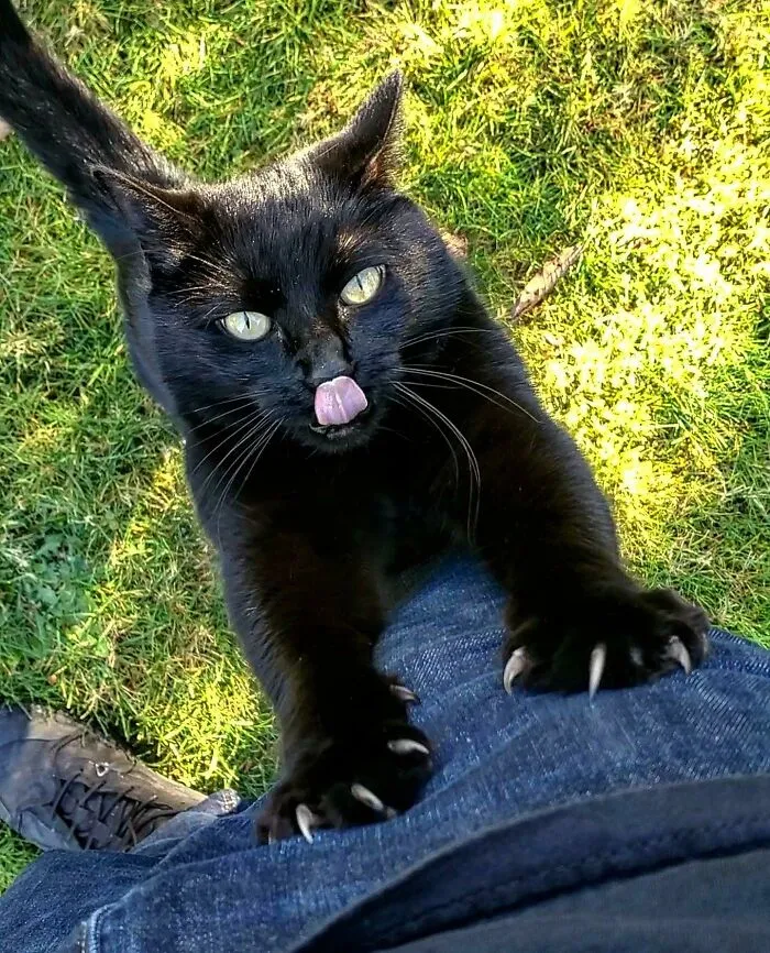 Lucipurr