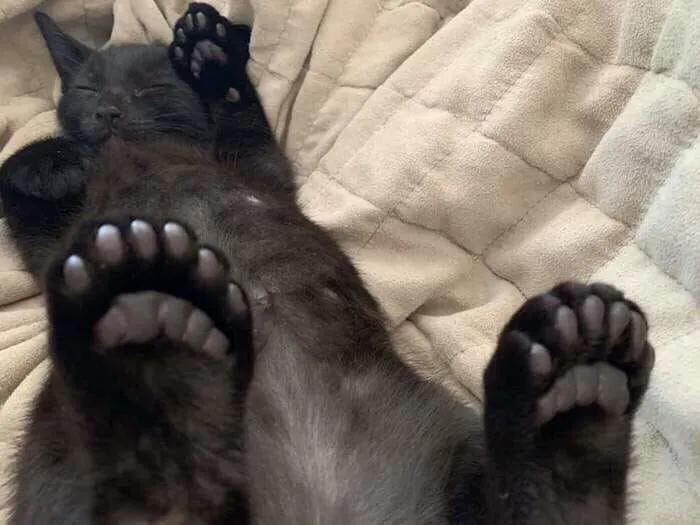 Epic Mits