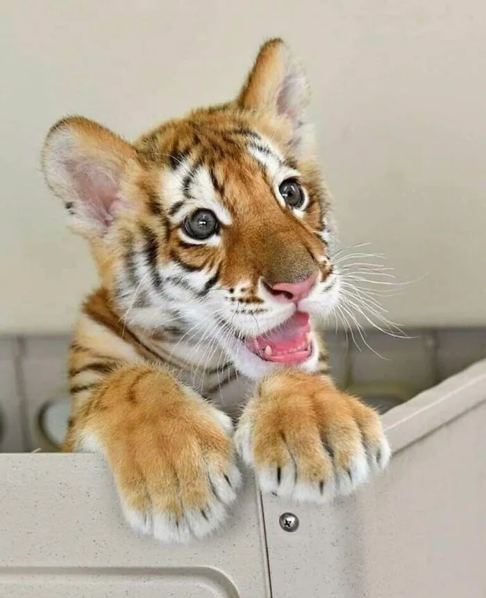 Este cachorro de tigre tiene un par de armas mortales