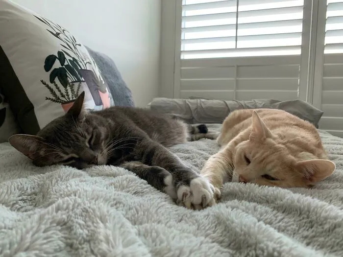 Holding Paws With A Side Of Claws