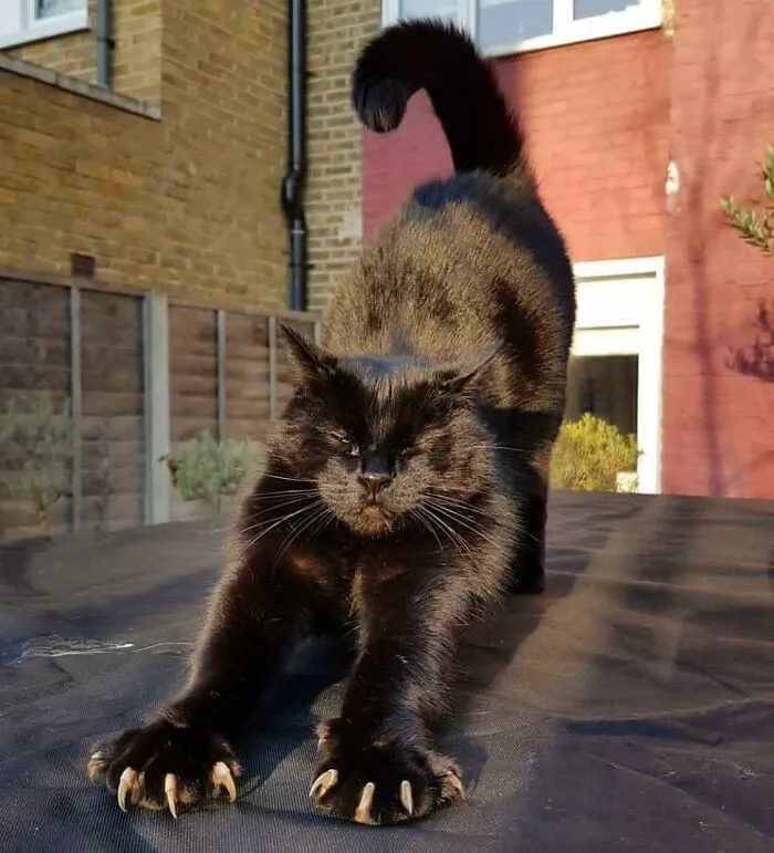 Mr Bob Showing Off His Weaponry While Getting A Good Stretch In