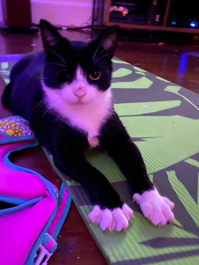 Meet Uno. He’s Basically A Bond Villain