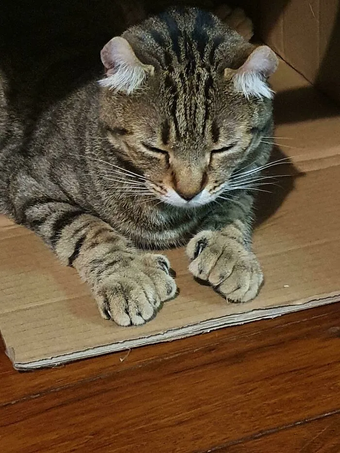 Manoplas y mucho pelo… Melvin es un tipo divertidísimo