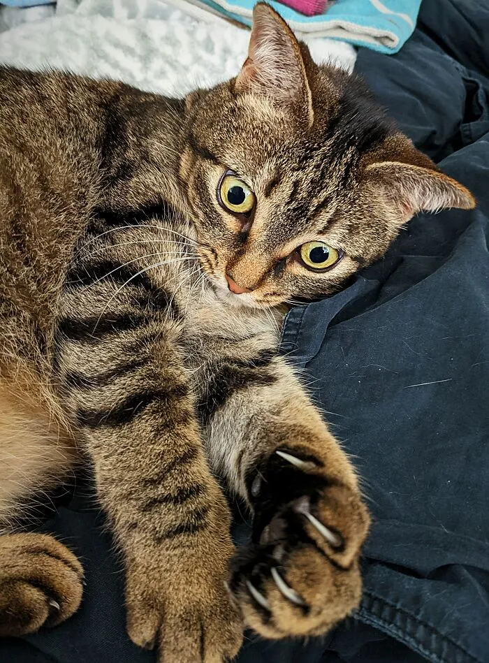 Izzy Just Discovered That She's A Cat