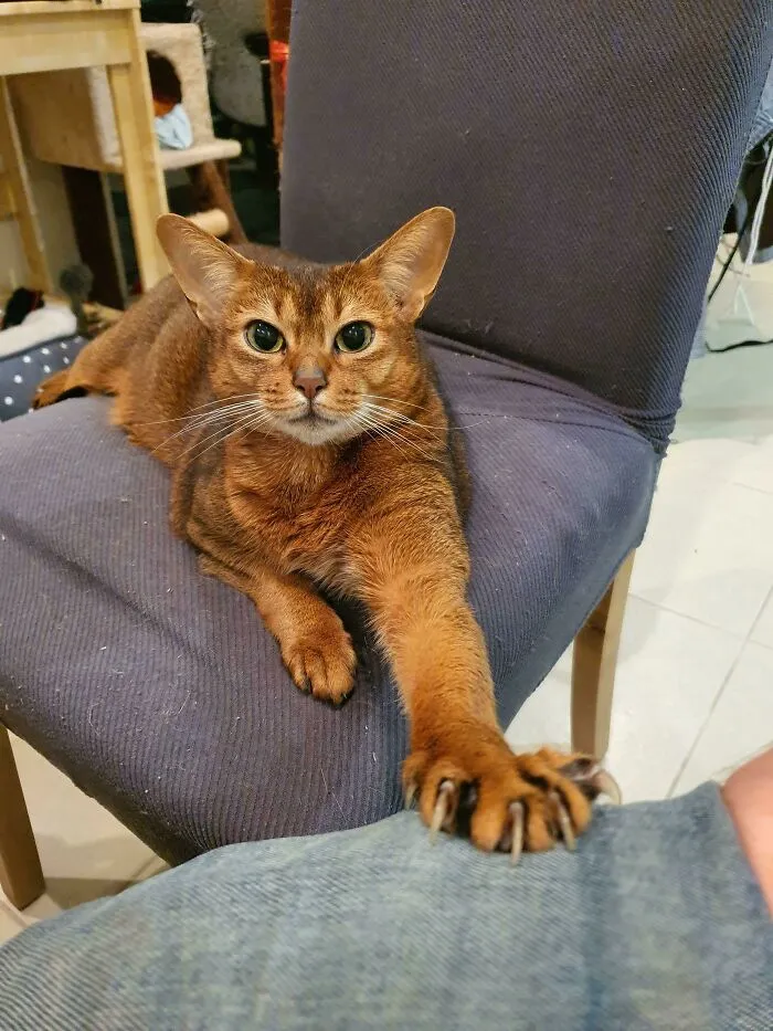 Presenting A Solo Murder Mitten